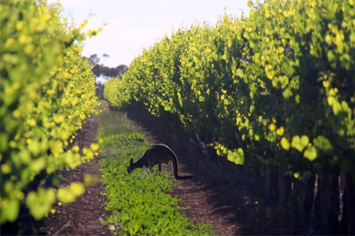 Weinberge vom Weingut Brookford mit Känguru dazwischen