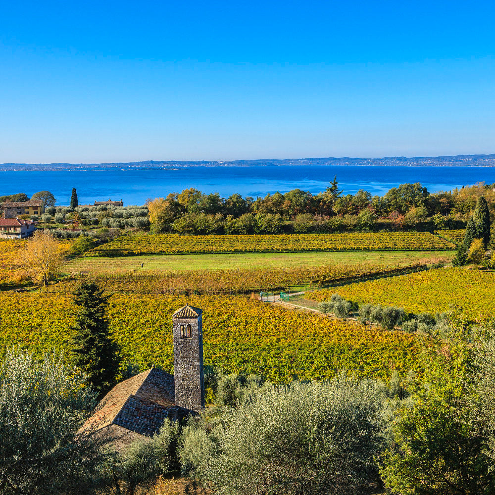 Blick auf die Weinreben der Castelnuevo del Garda mit Gardasee im Hintergrund