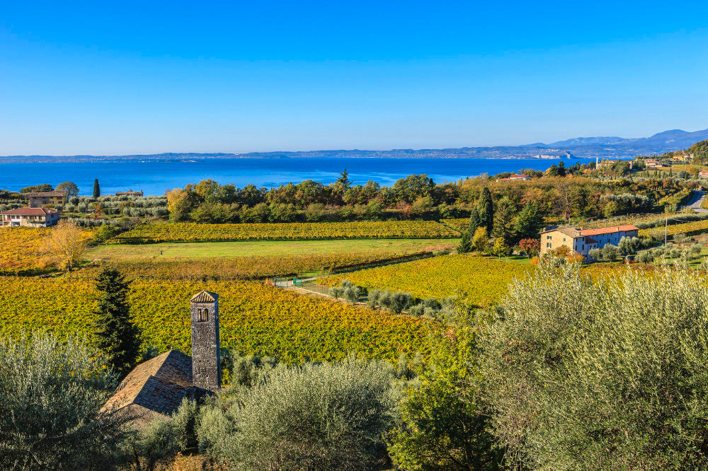 Blick auf die Weinreben der Castelnuevo del Garda mit Gardasee im Hintergrund