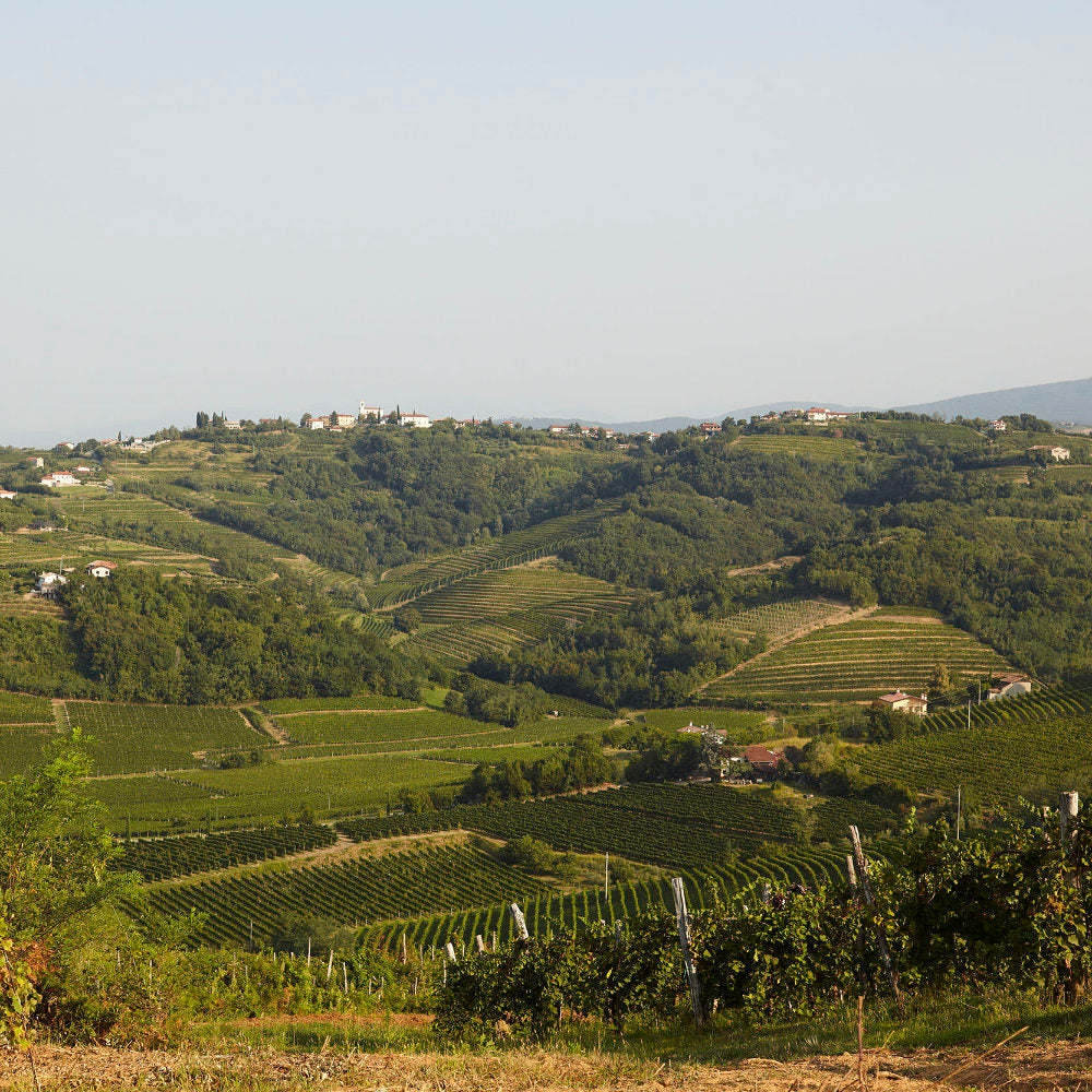 Blick auf die Weinberge vom Weingut Cormons