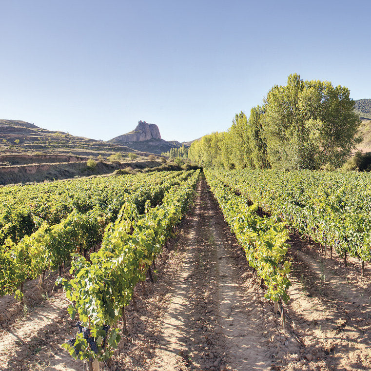 Blick auf die Weinberge von Criadores de Rioja