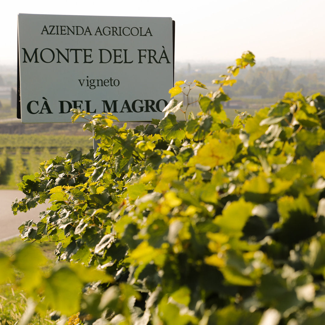 Weingut Monte del Fra mit Rebstock im Vordergrund