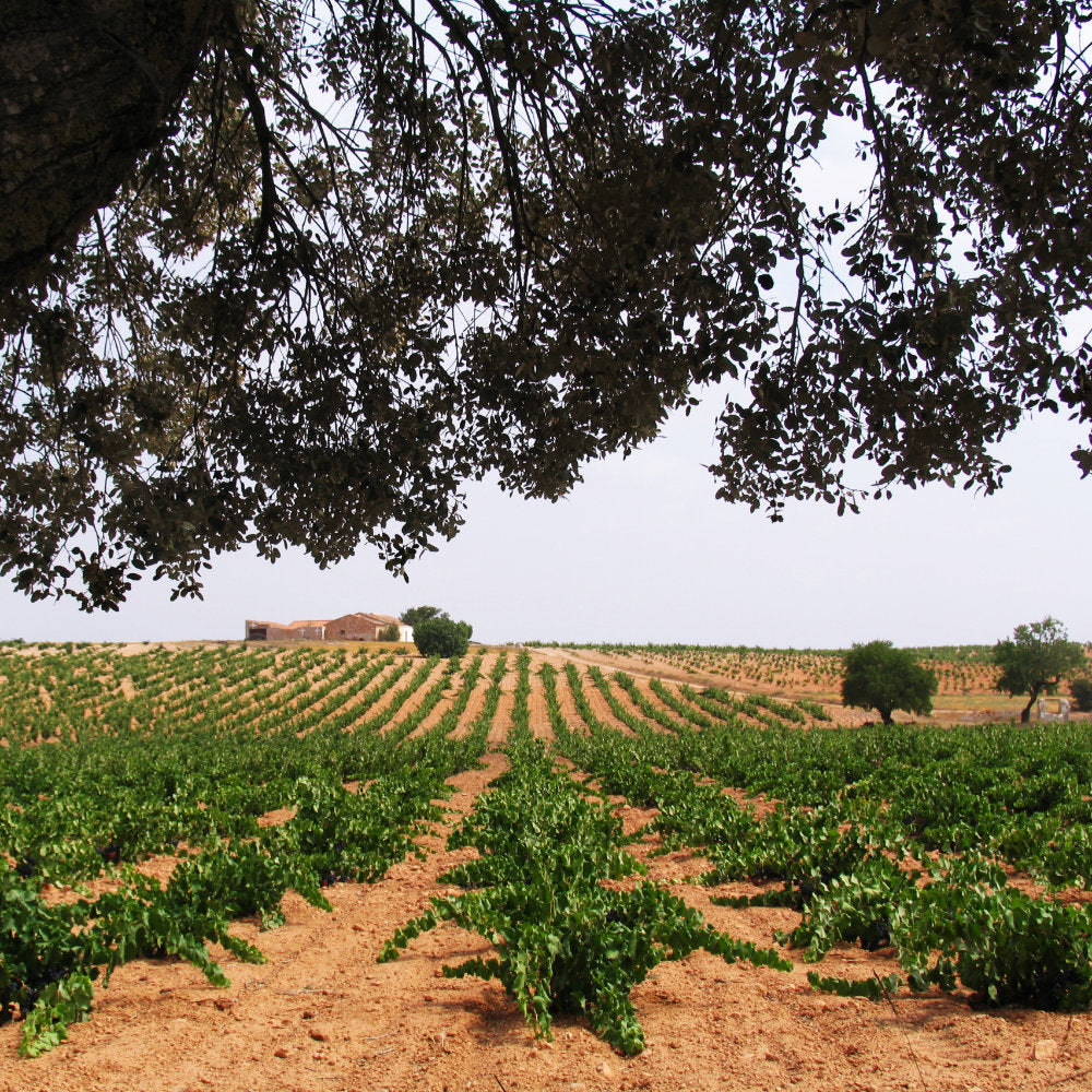 Weinberge vom Weingut Bodegas Piqueras