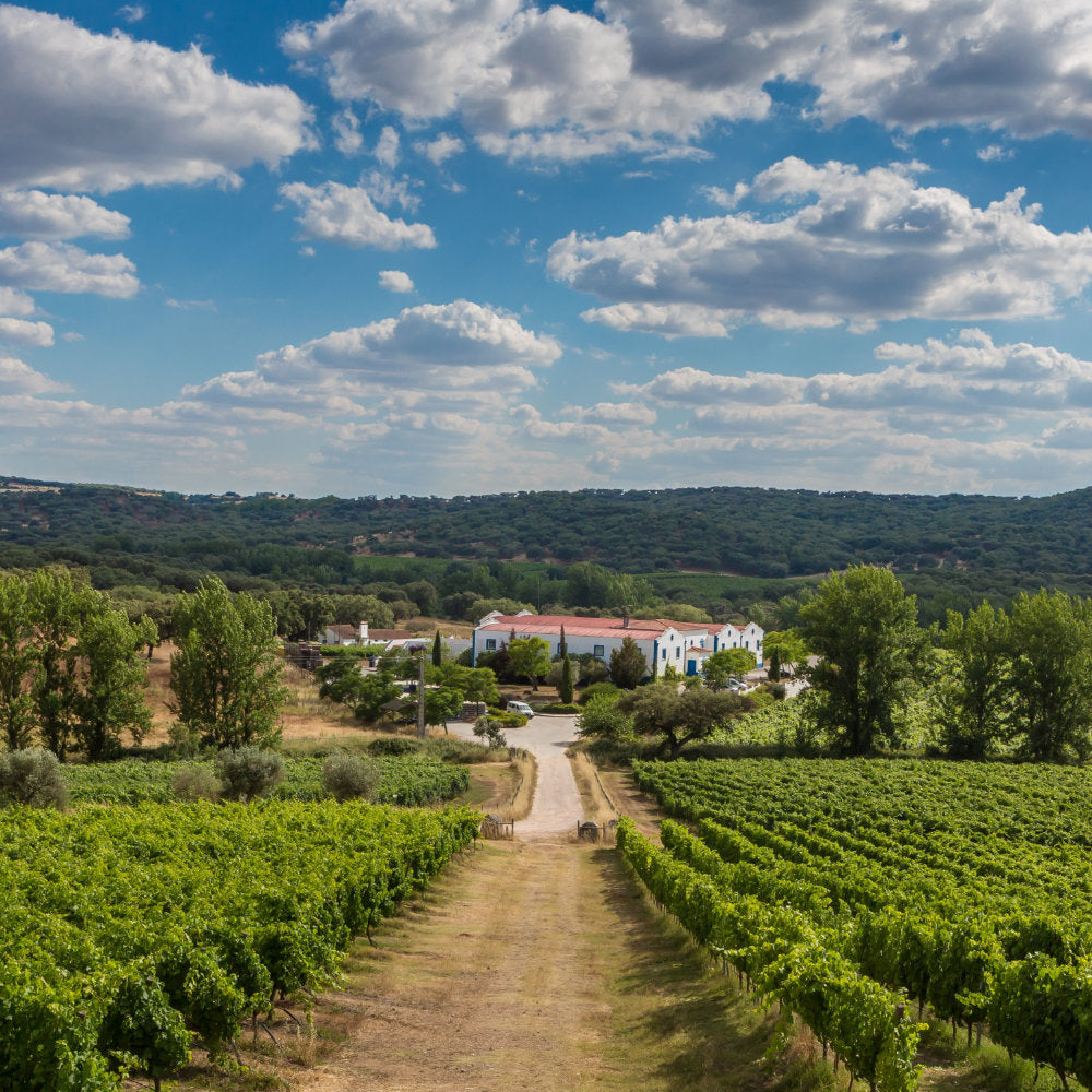 Blick auf das Weingut Ravasqueira und dessen Weinberge in Portugal