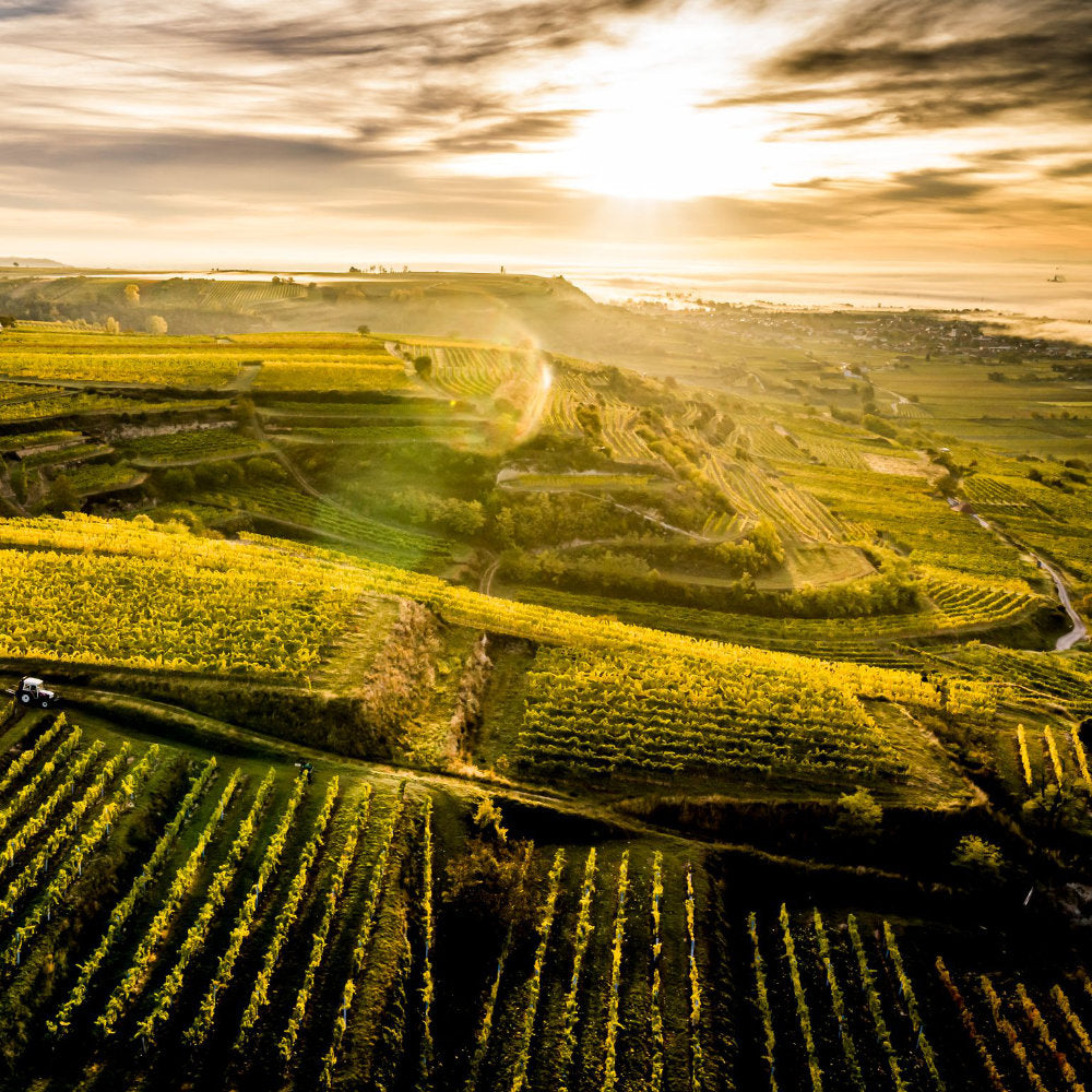 Blick auf die Rebflächen bei Sonnenuntergang vom Weingut Zöhrer im Kremstal