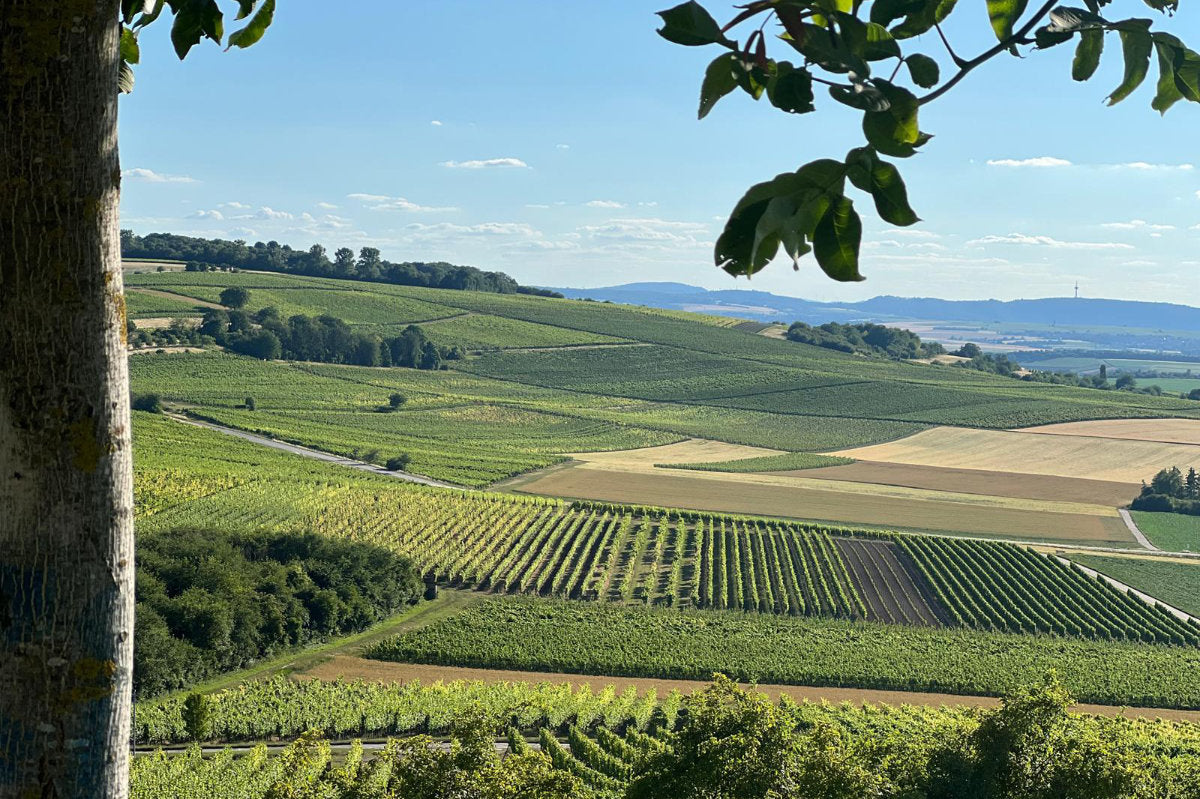 Weinberge vom Weingut Janson in Vendersheim