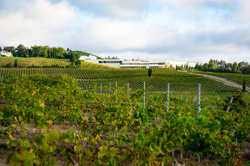 Weinberge vom Weingut Casa Santos Lima