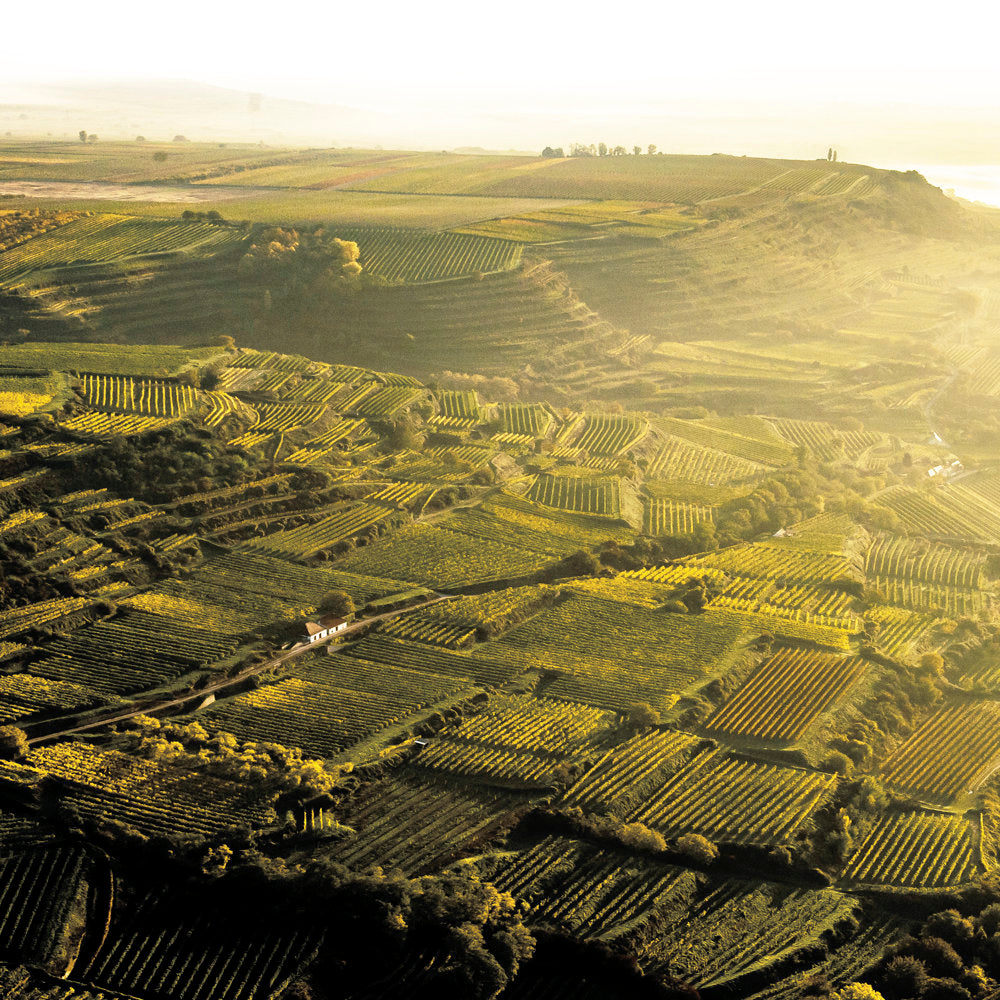Blick auf die weitläufigen Weinberge vom Weingut Zöhrer im Kremstal