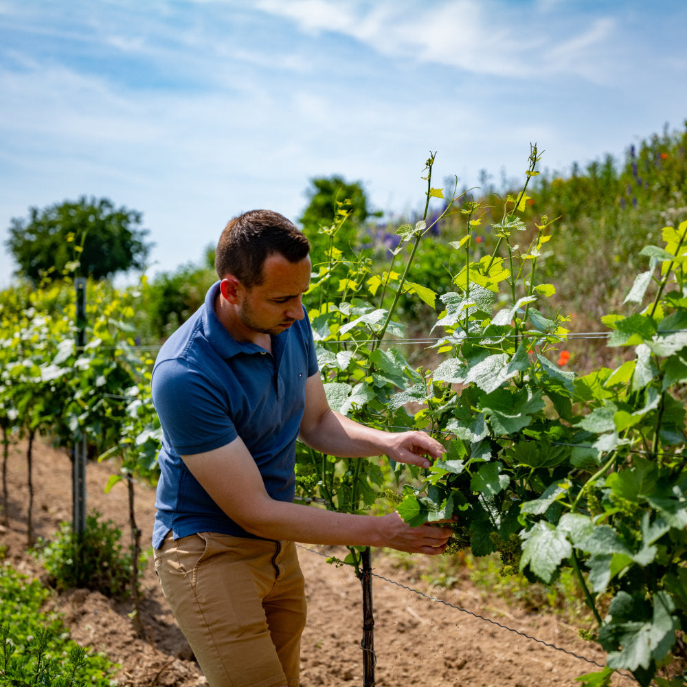 Thomas Hörner bei der Weinlese Weingut Hörner