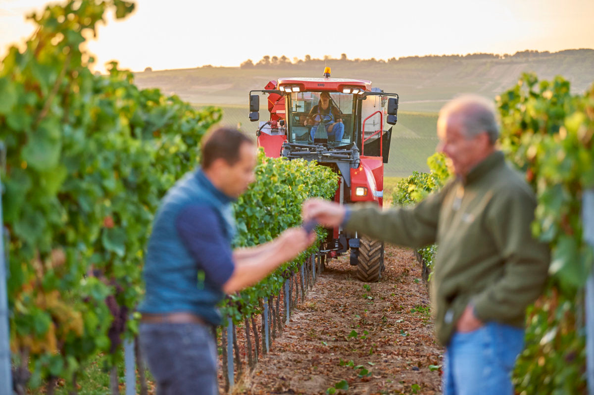 Winzerfamilie Scheffer in den eigenen Weinbergen
