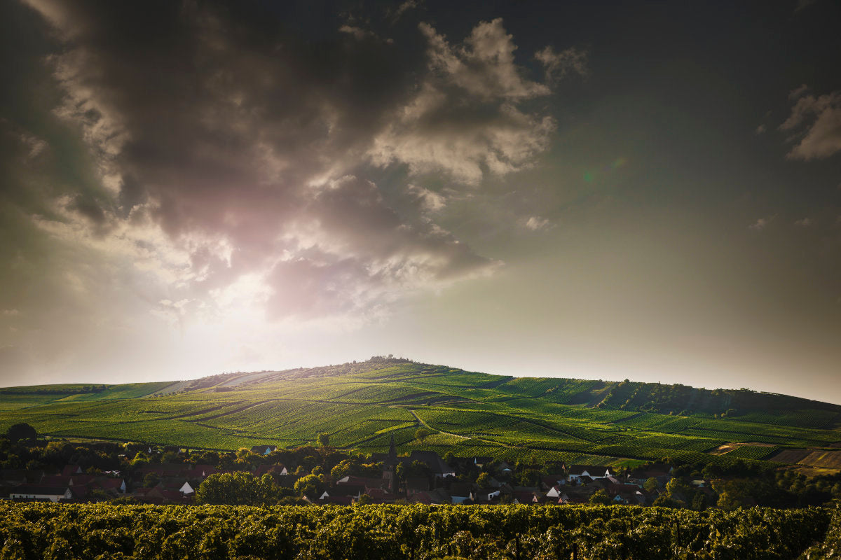 Blick auf den Bechtolsheimer Petersberg vom Weingut Bretz in Rheinhessen