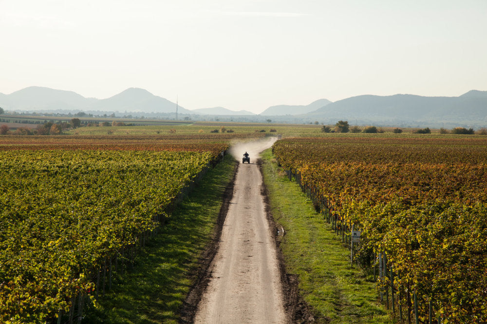 Weinberge vom Weingut Hörner Pfalz