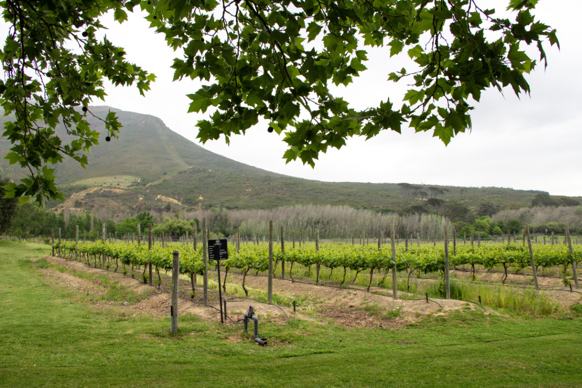 Blick auf die Weinberge vom Weingut Lanzerac