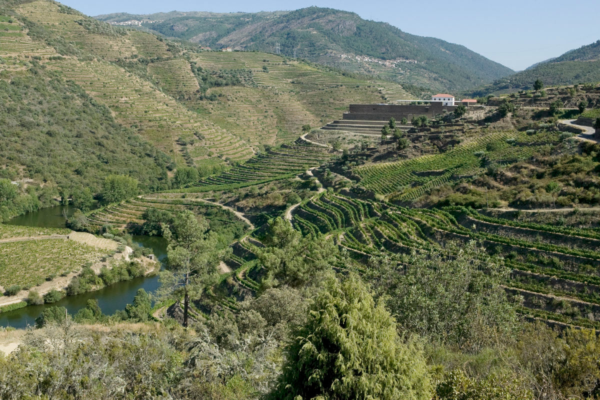 Blick auf die weitläufigen Weinberge und dem Weingut Niepoort in Portugal