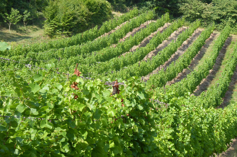 Weinberg mit grünen Weinstöcken am Hang vom Weingut Schulze in Saale Unstrut