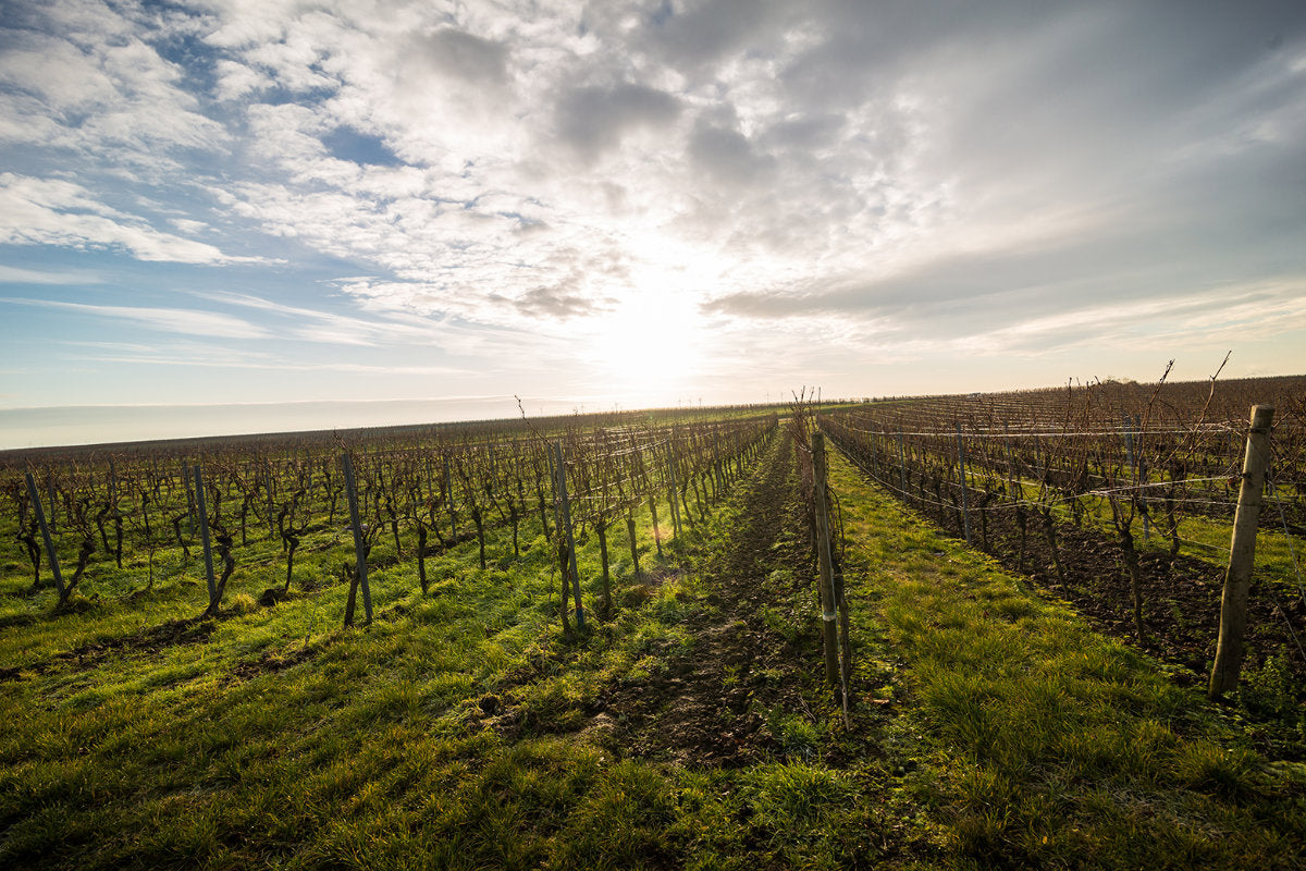 Blick auf die weitläufigen Weinberge vom Weinkontor Westhofen in Rheinhessen