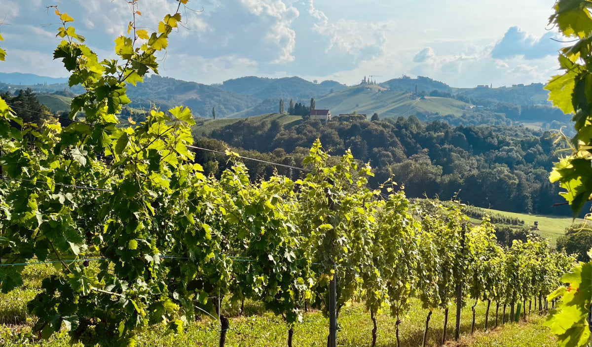 Blick auf Weinberg mit malerischen Hügeln im Hintergrund