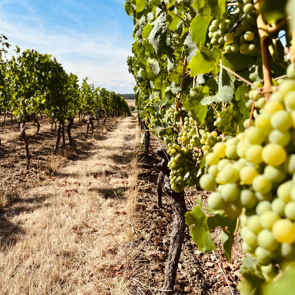 Detailaufnahme von Weintrauben im Weinberg
