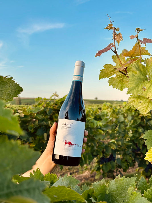 Vallevo Montepulciano d'Abruzzo umgeben von Weinreben im Weinberg